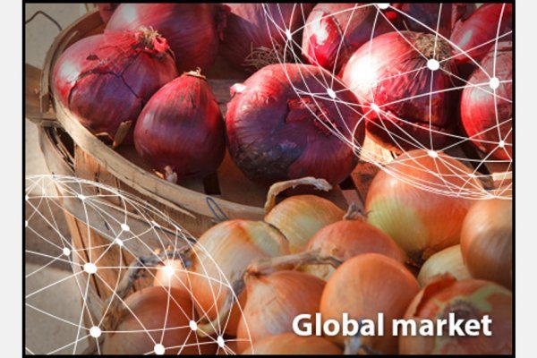 Solaris darkmarket